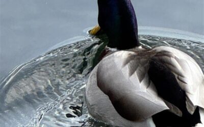 Fotografija mjeseca- STUDENI 2025.