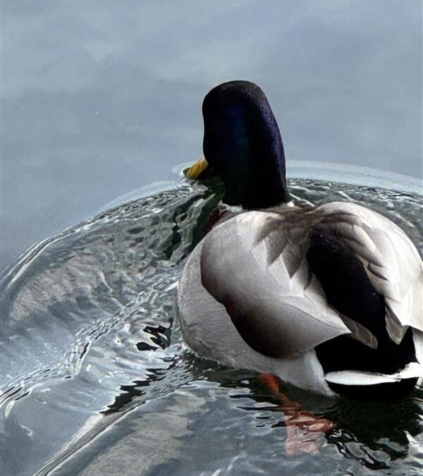 Fotografija mjeseca- STUDENI 2025.