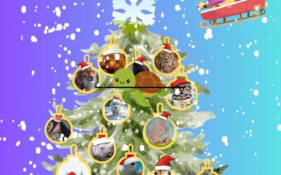 Božićna i novogodišnja čestitka u projektu Math’s safari…